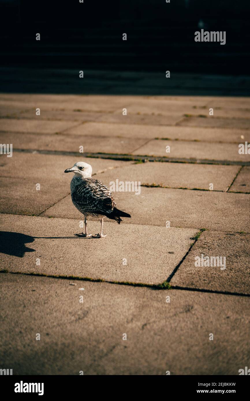 Mouette Banque D'Images