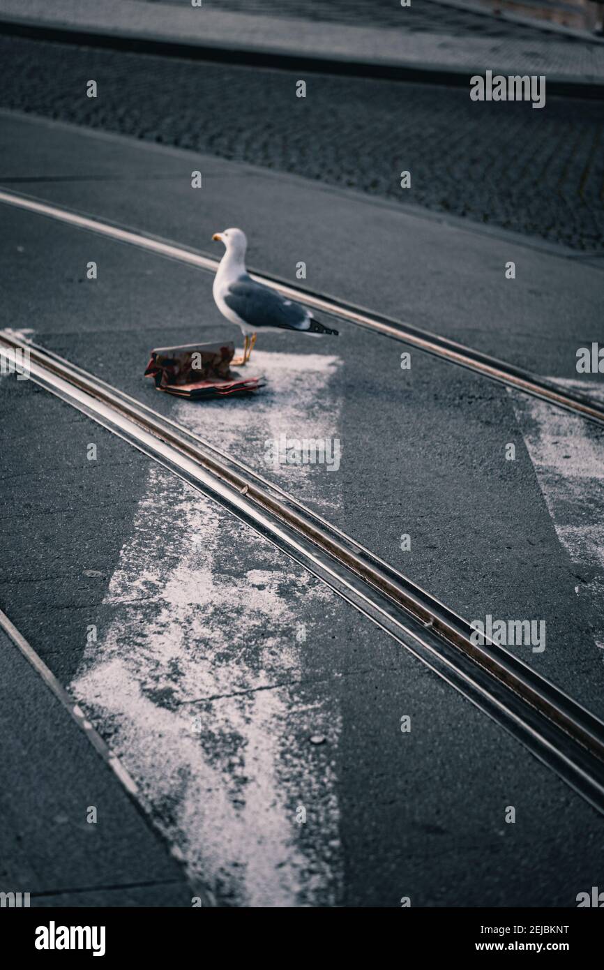 Mouette Banque D'Images
