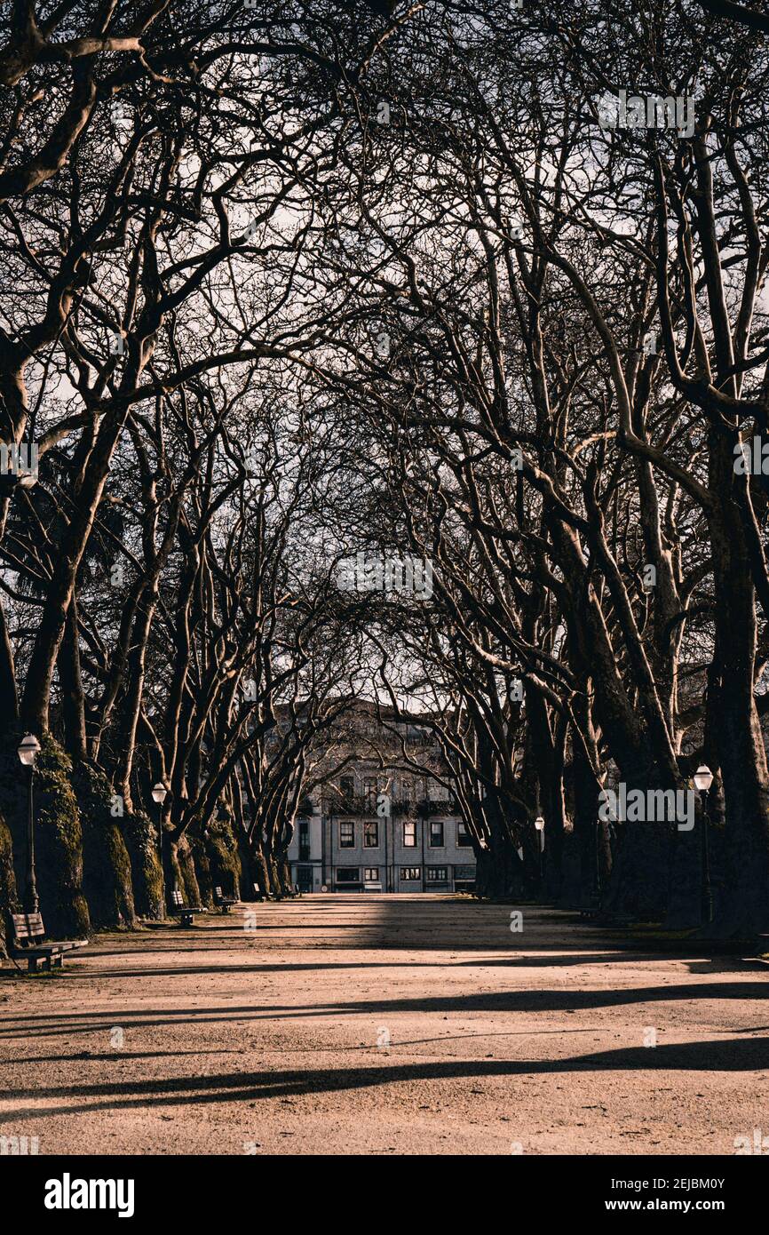 Chemin de l’arbre Banque D'Images Chemin de l’arbre Banque D'Images