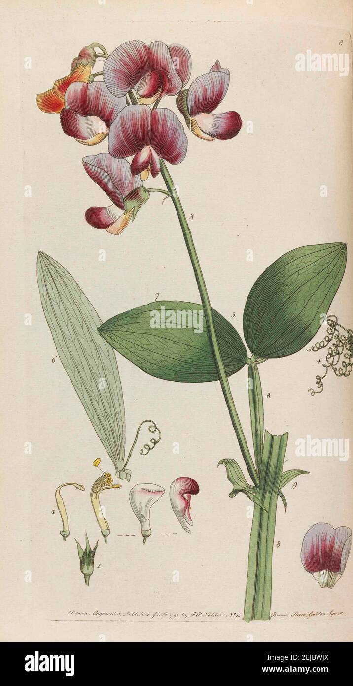 Flore rustica. Musée : COLLECTION PRIVÉE. Auteur: THOMAS MARTYN. Banque D'Images