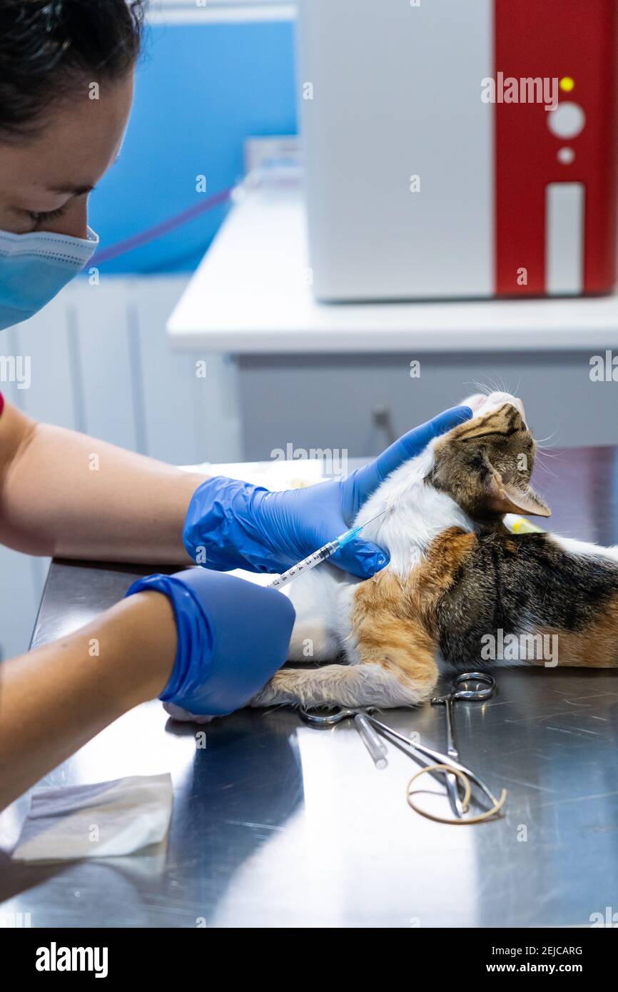 Vétérinaire avec masque de dessin de sang du cou de un chat daté Banque D'Images