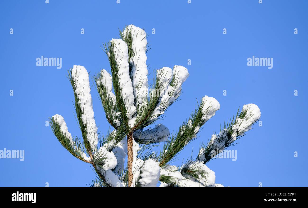 Arbre recouvert de neige par une journée d'hiver en Angleterre. Banque D'Images
