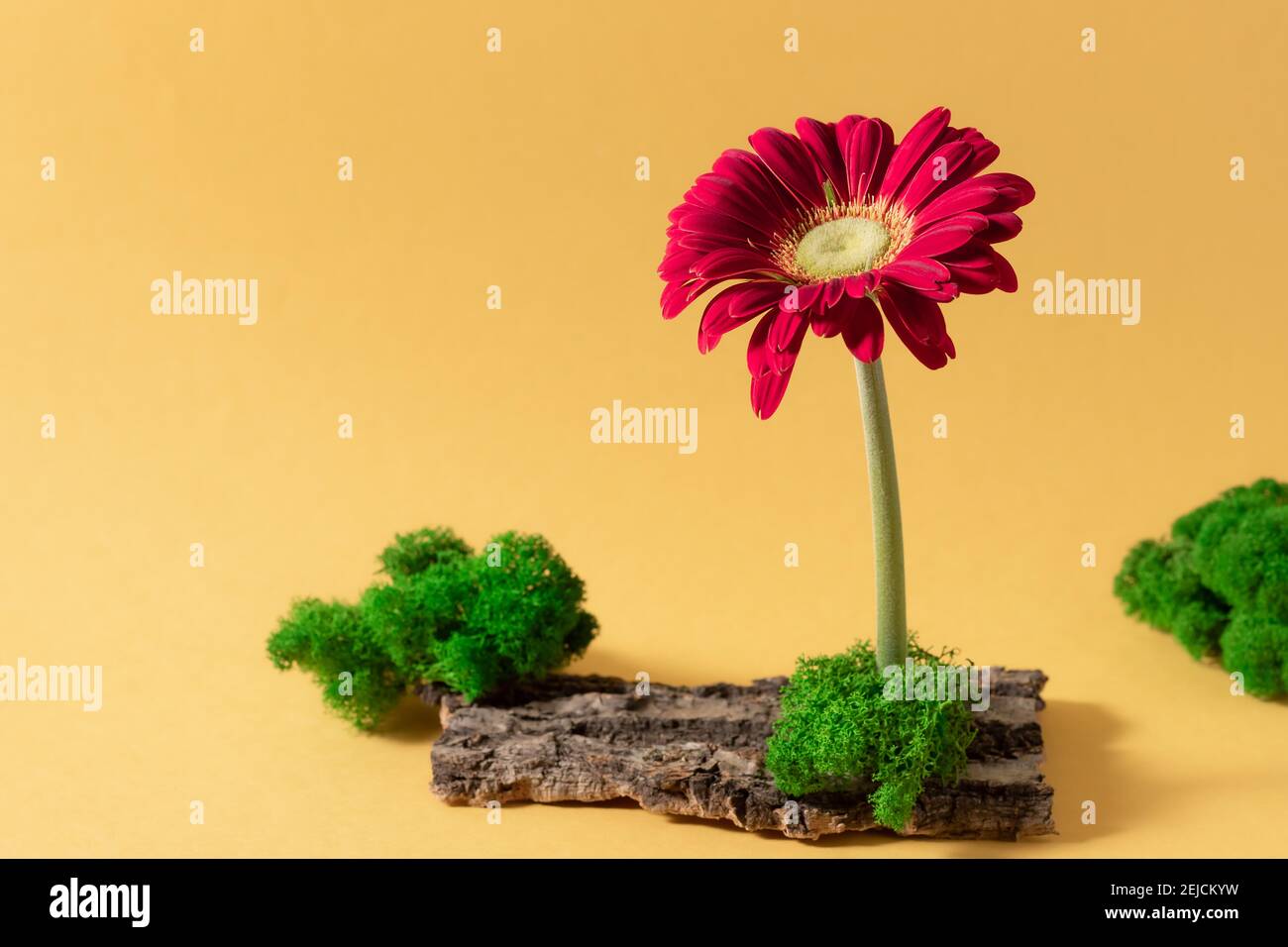 Arrangement floral avec la fleur gerbera, la mousse et l'écorce Banque D'Images
