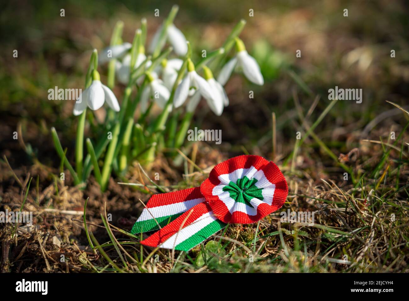 gros plan sur le symbole de rosette tricolore de la fête nationale hongroise du 15 mars avec fleur de la femme de ménage. Banque D'Images