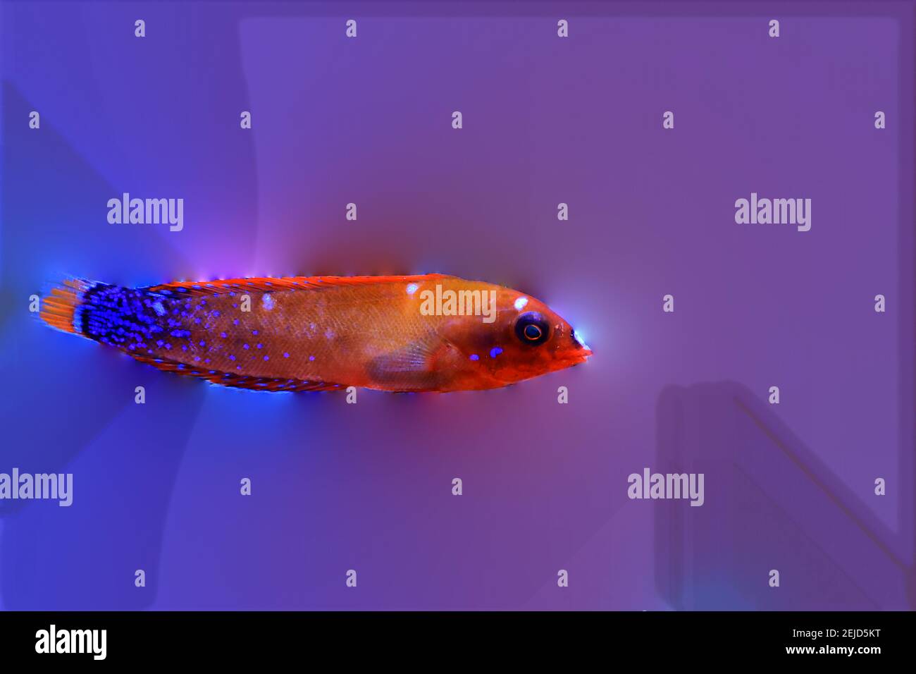 Red Coris African Wrasse - (Coris gaimard) Banque D'Images