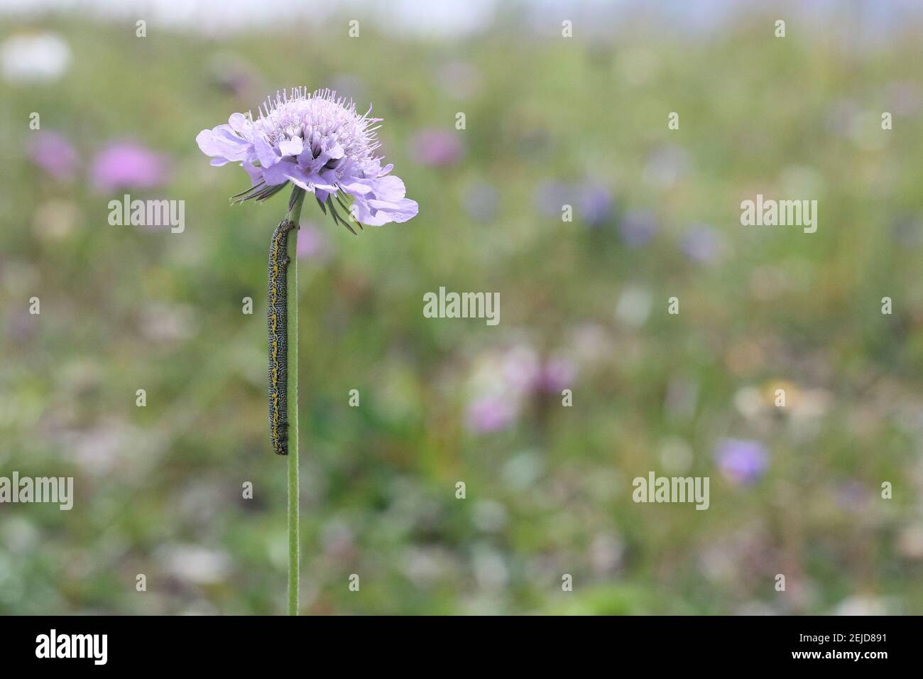 Petite chenille (Lycia alpina) grimpant une fleur violette (Knautia  arvensis) avec prairie diffuse en arrière-plan Photo Stock - Alamy