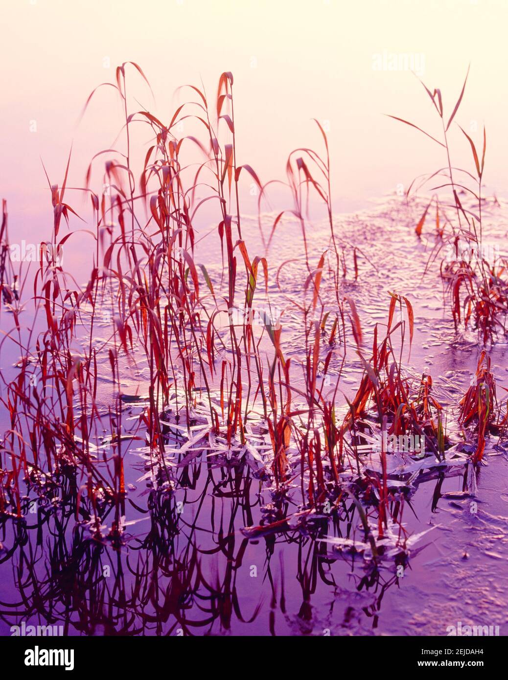roseaux congelés, dawn Banque D'Images