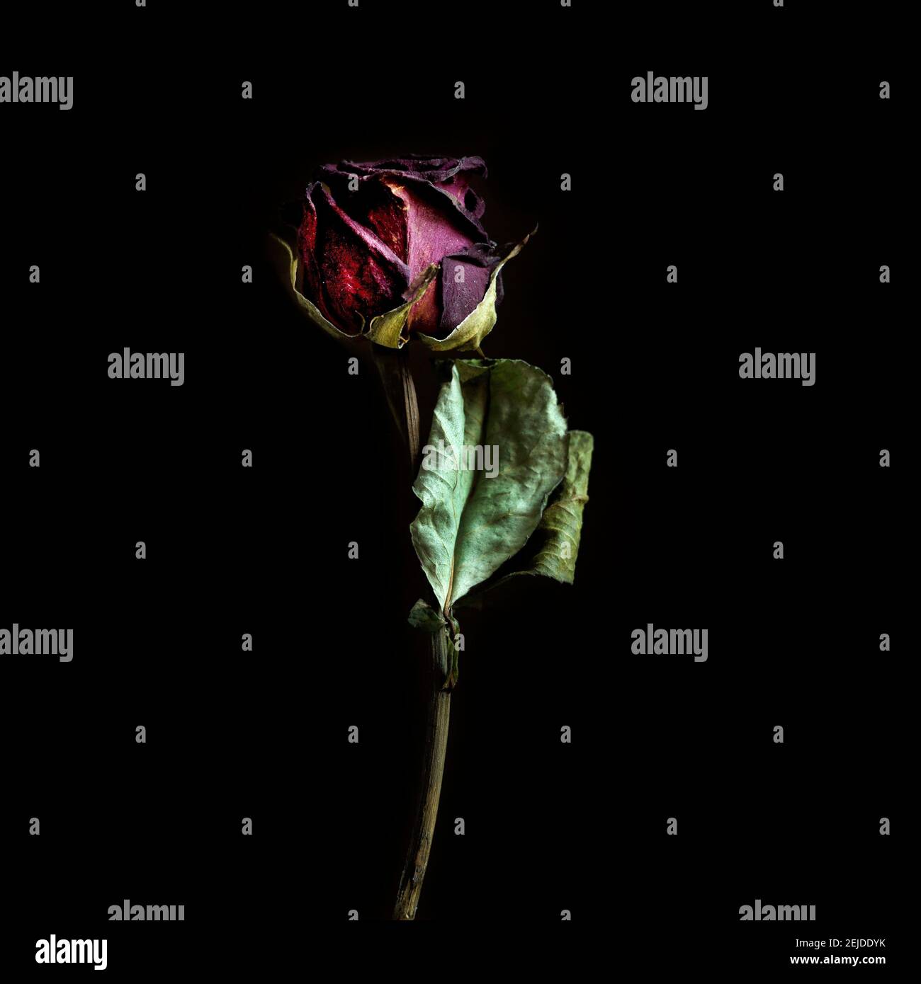 Ageing Roses Ageing roses Banque de photographies et d’images à haute résolution - Alamy