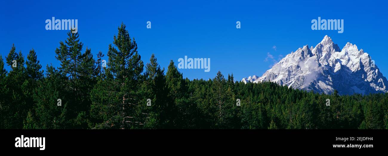 Vue à angle bas des arbres avec chaîne de montagnes en arrière-plan, Cathedral Group, Jackson Hole, parc national de Grand Teton, Wyoming, États-Unis Banque D'Images