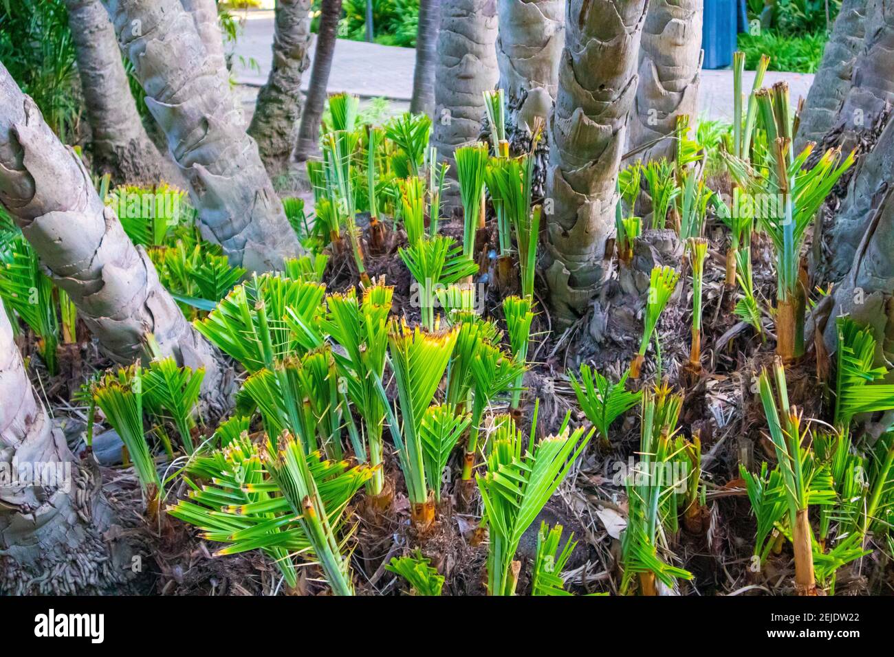 Jardins- le Cap, Afrique du Sud - 19-02-2021 palmiers jeunes, vivants et verts. Dans leurs premiers stades de croissance. Banque D'Images