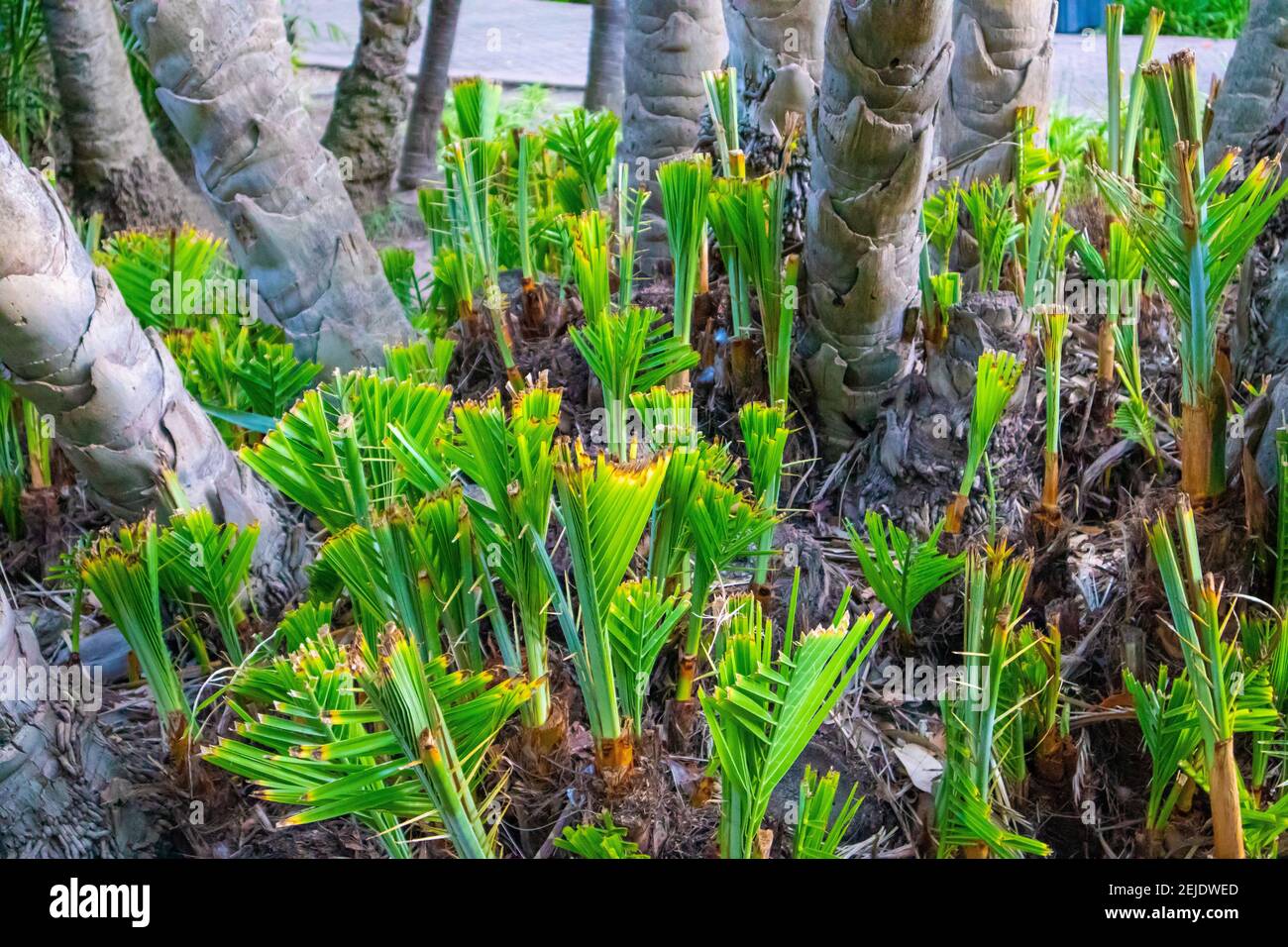 Jardins- le Cap, Afrique du Sud - 19-02-2021 palmiers jeunes, vivants et verts. Dans leurs premiers stades de croissance. Banque D'Images