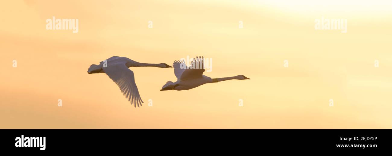 Cygnes trompettes en vol au coucher du soleil, sanctuaire d'oiseaux migrateurs de Riverlands, West Alton, comté de St. Charles, Missouri, États-Unis Banque D'Images