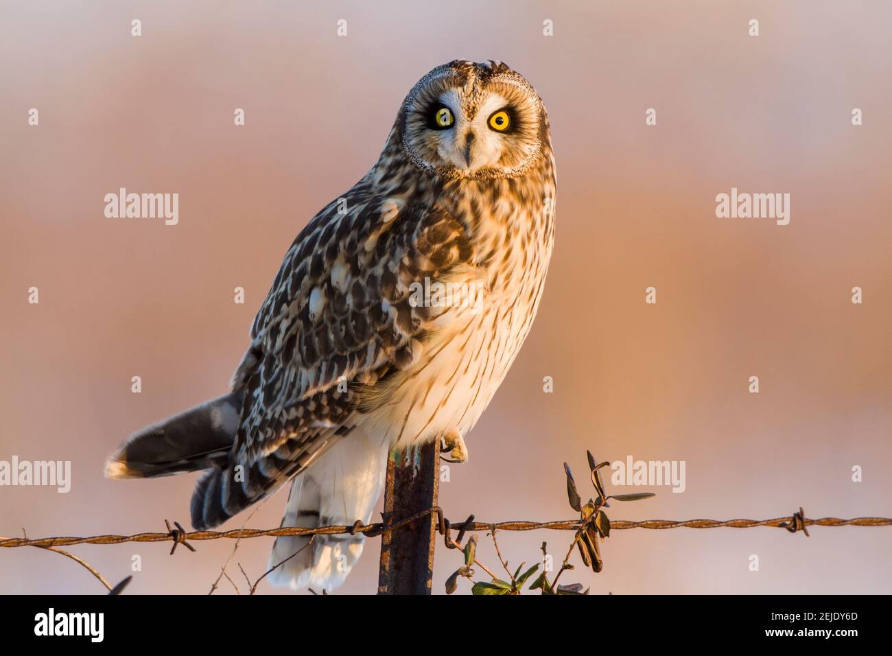 Hibou à courte vue (ASIO flammeus) perçant sur un poste de clôture, zone naturelle de Prairie Ridge State, comté de Marion, Illinois, États-Unis Banque D'Images
