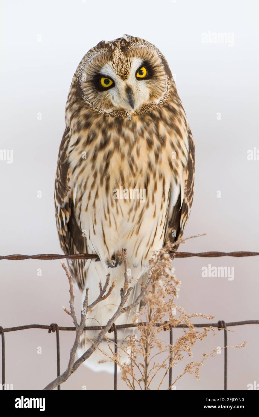 Hibou à courte vue (ASIO flammeus) perçant sur un poste de clôture, zone naturelle de Prairie Ridge State, comté de Marion, Illinois, États-Unis Banque D'Images