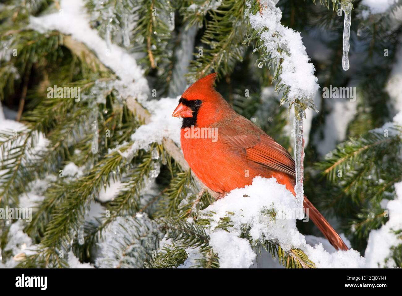 Le cardinal-général mâle (Cardinalis cardinalis) sur l'épinette serbe (Picea omorika) plante en hiver dans la zone de gestion de la faune de Churchill, Churchill (Manitoba), Canada Banque D'Images