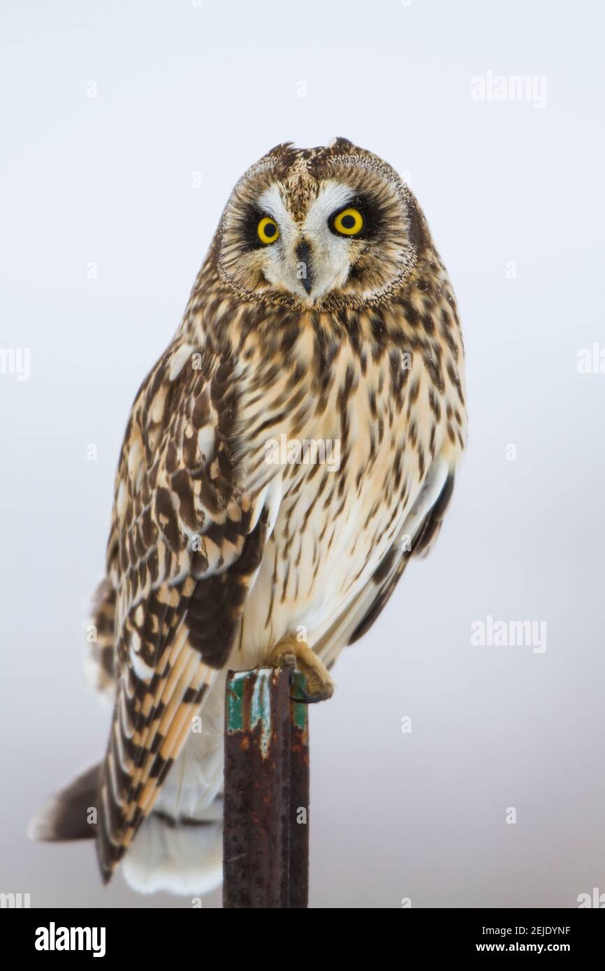 Hibou à courte vue (ASIO flammeus) perçant sur un poste de clôture, zone naturelle de Prairie Ridge State, comté de Marion, Illinois, États-Unis Banque D'Images