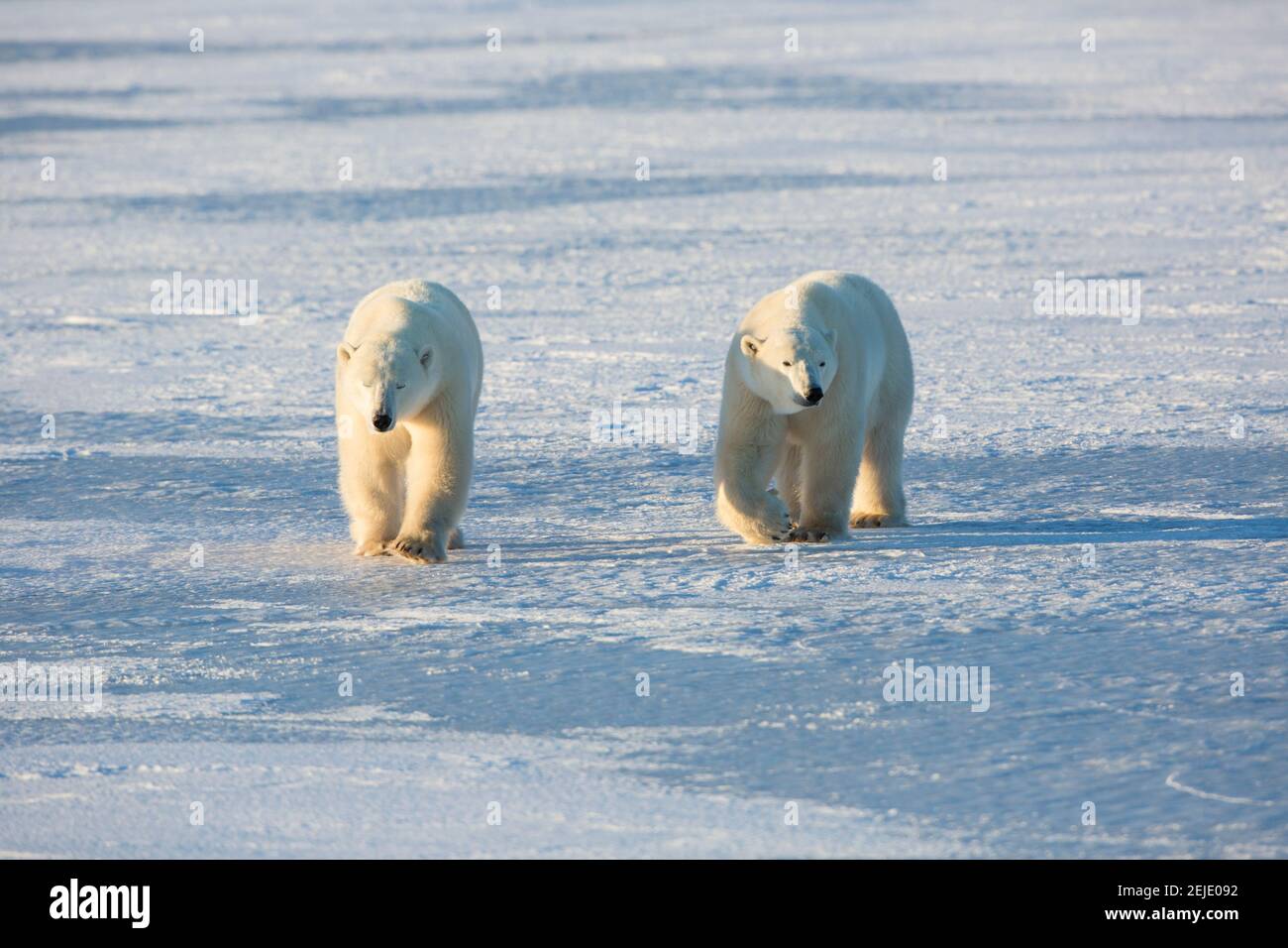 Ours polaires (Ursus maritimus) marchant dans la neige, secteur de gestion de la faune de Churchill, Churchill, Manitoba, Canada Banque D'Images