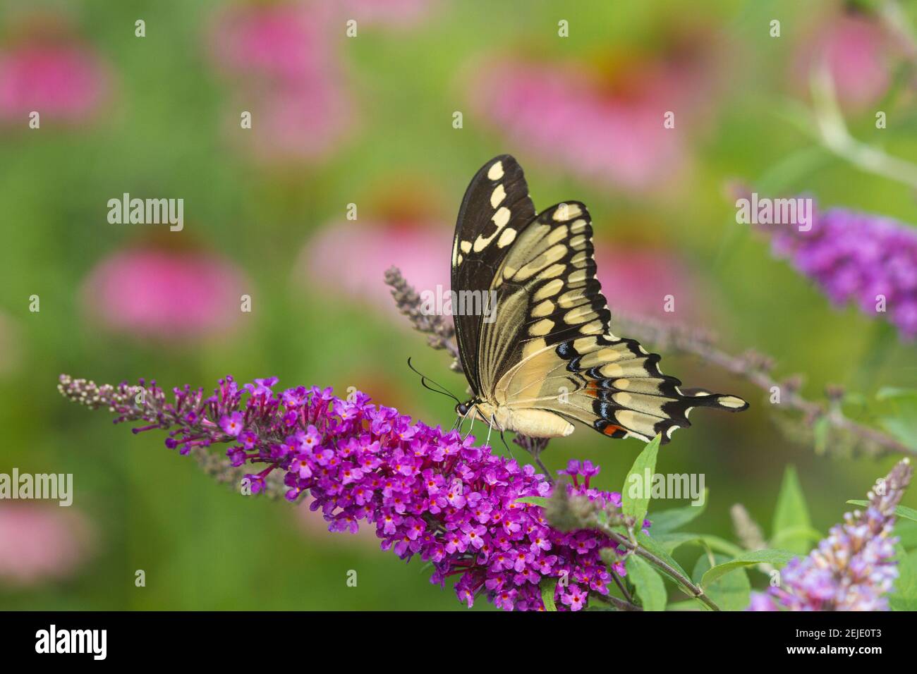 Papillon géant à queue d'aronde (Papilio créphontes) pollinisant sur des fleurs de la bague de papillon (Buddlei davidi) dans un jardin, Marion County, Illinois, États-Unis Banque D'Images