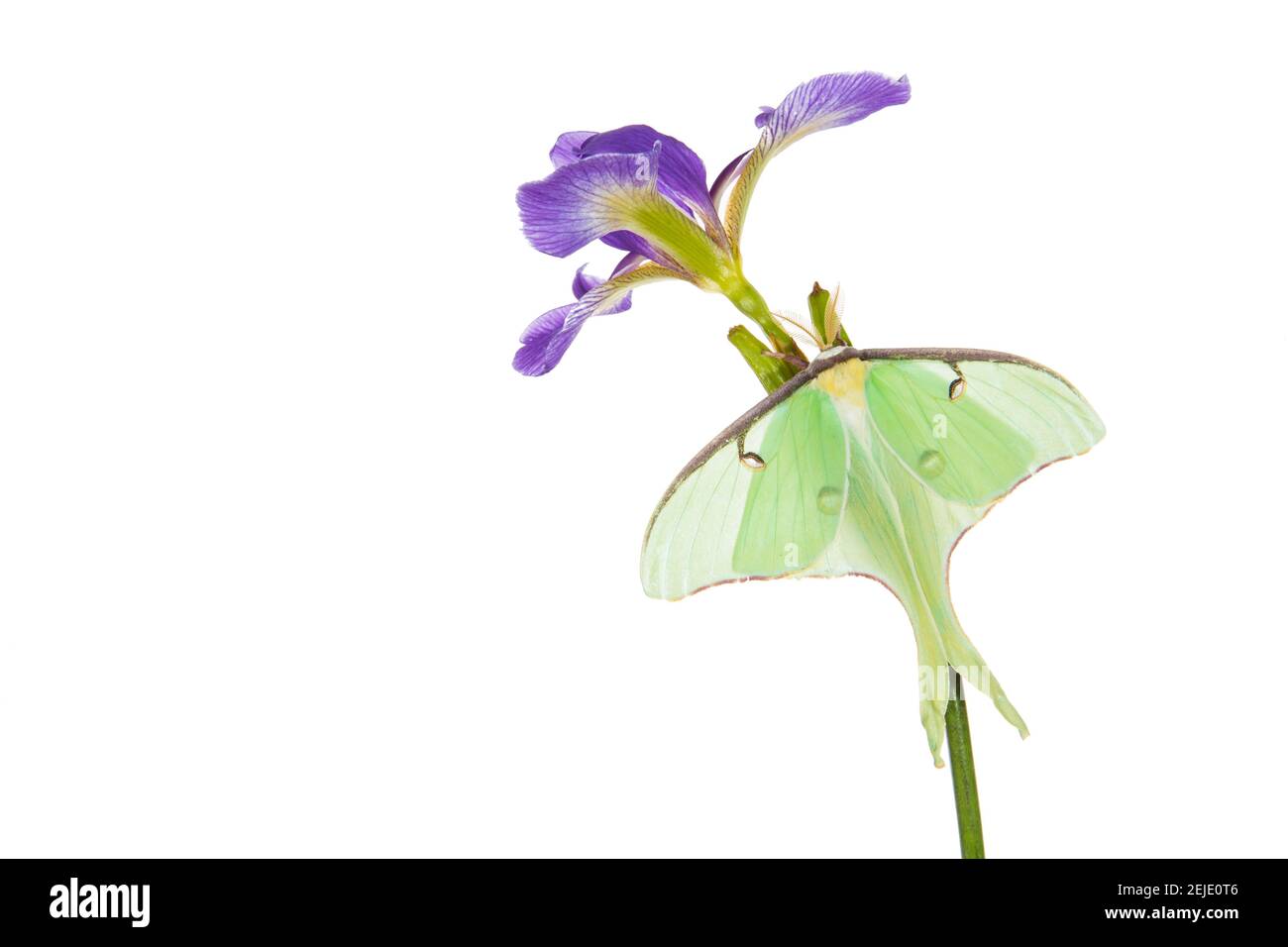 Luna Moth (Actias luna) perching sur fleur d'iris drapeau bleu (Iris versicolor), Marion County, Illinois, États-Unis Banque D'Images