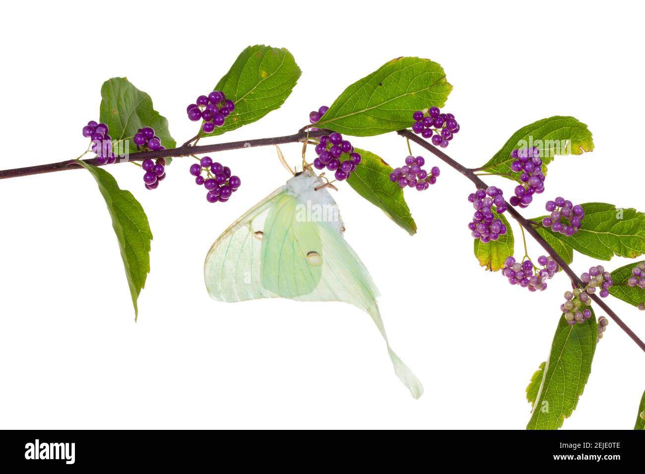 Luna Moth (Actias luna) perching sur fleur d'iris drapeau bleu (Iris versicolor), Marion County, Illinois, États-Unis Banque D'Images