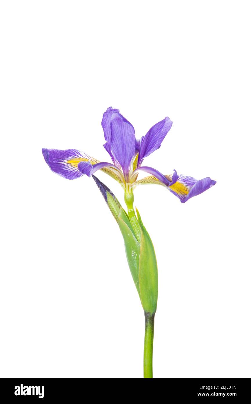 Gros plan de fleur d'iris drapeau bleu (Iris versicolor) sur fond blanc, Marion County, Illinois, États-Unis Banque D'Images
