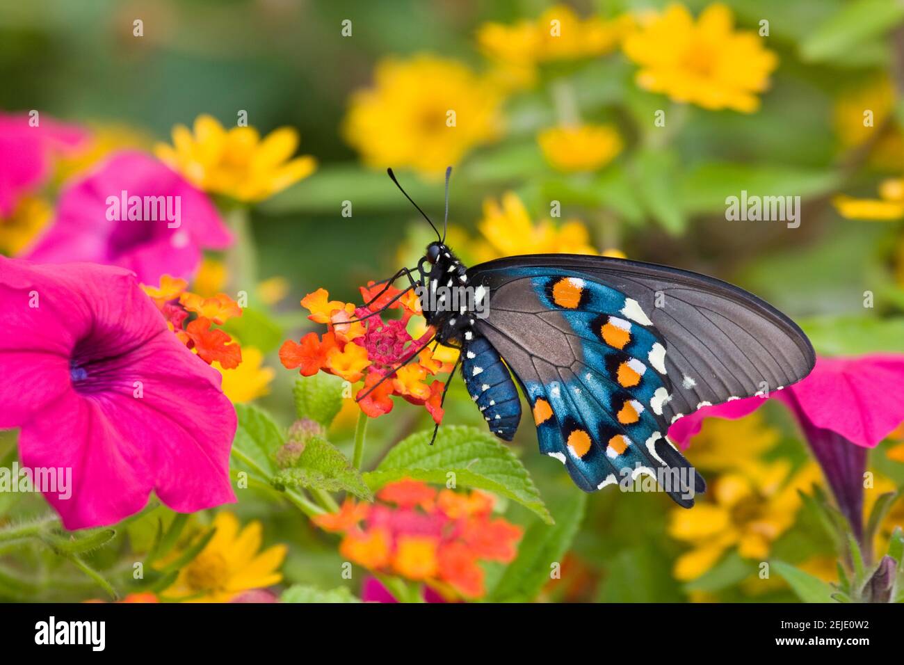 Pipevine Swallowtail (Battus philenor) pollinisant la propagation rouge Lantana (Lantana camara) fleurs dans un jardin, Marion County, Illinois, États-Unis Banque D'Images