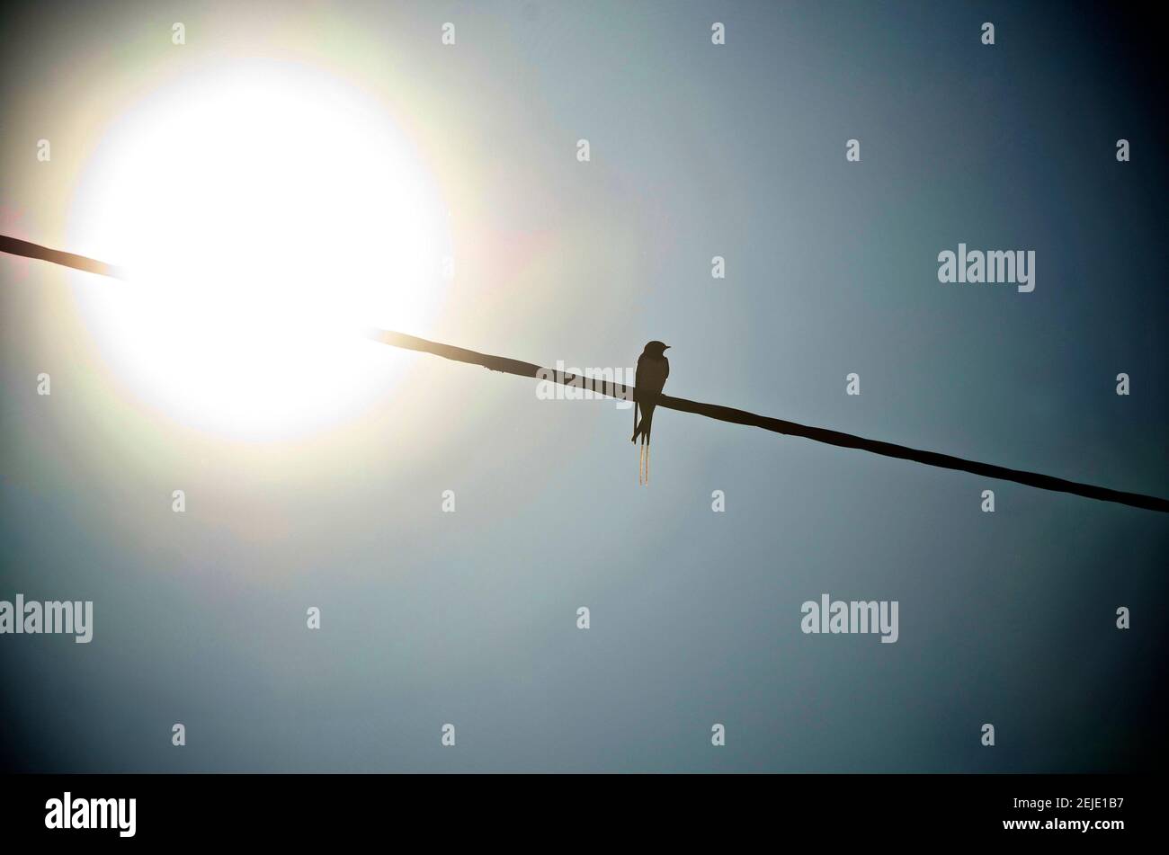 Oiseau perché sur la ligne électrique sous un soleil brillant dans un ciel bleu clair pendant midi Banque D'Images