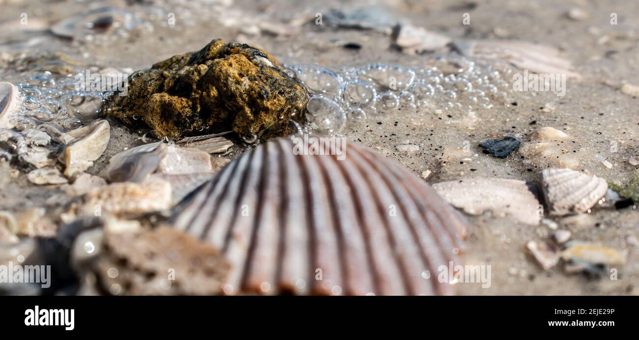 Bivalve d'eau douce Banque de photographies et d’images à haute — free download