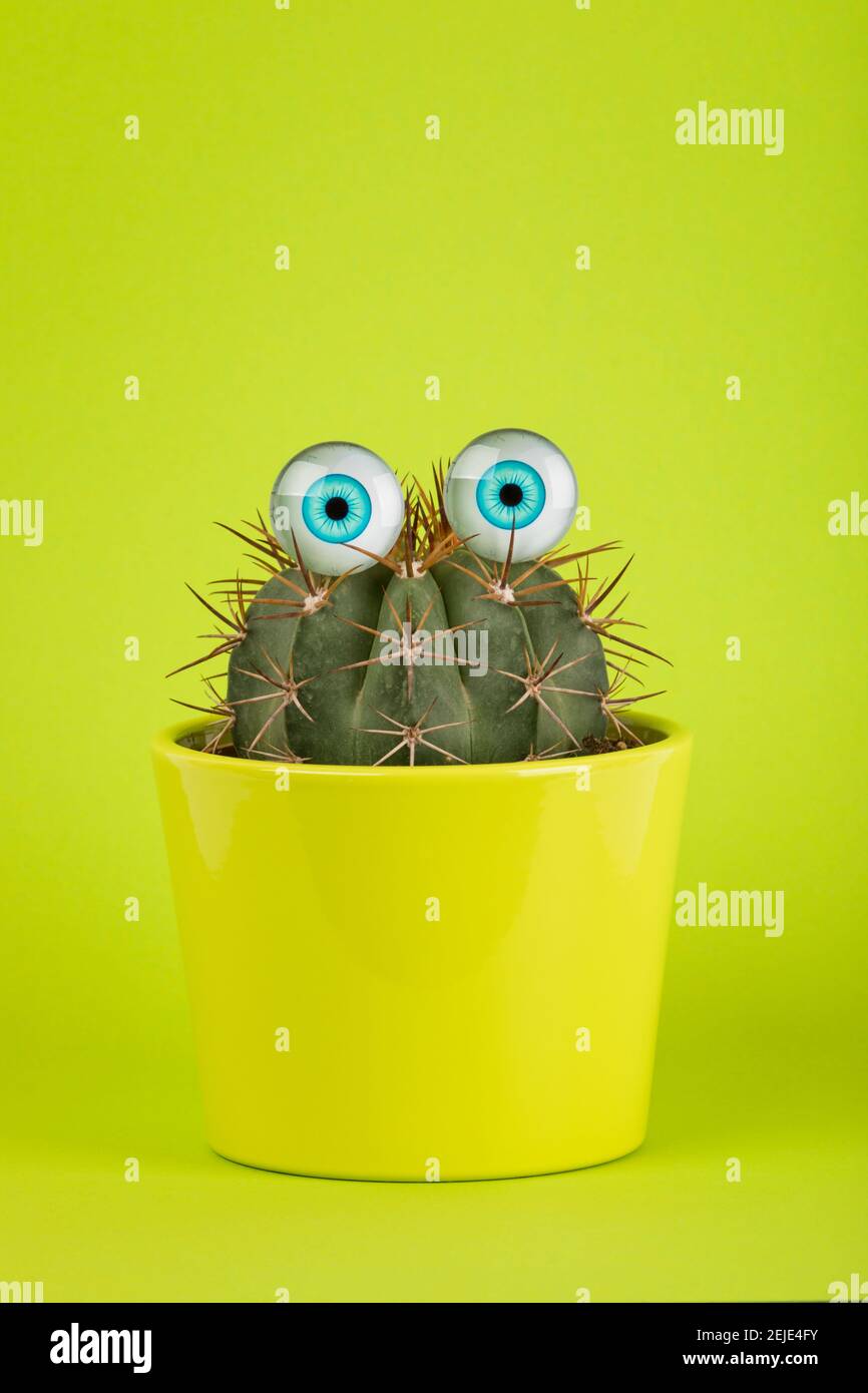 Cactus en pot avec les yeux de la poupée sur fond vert Banque D'Images
