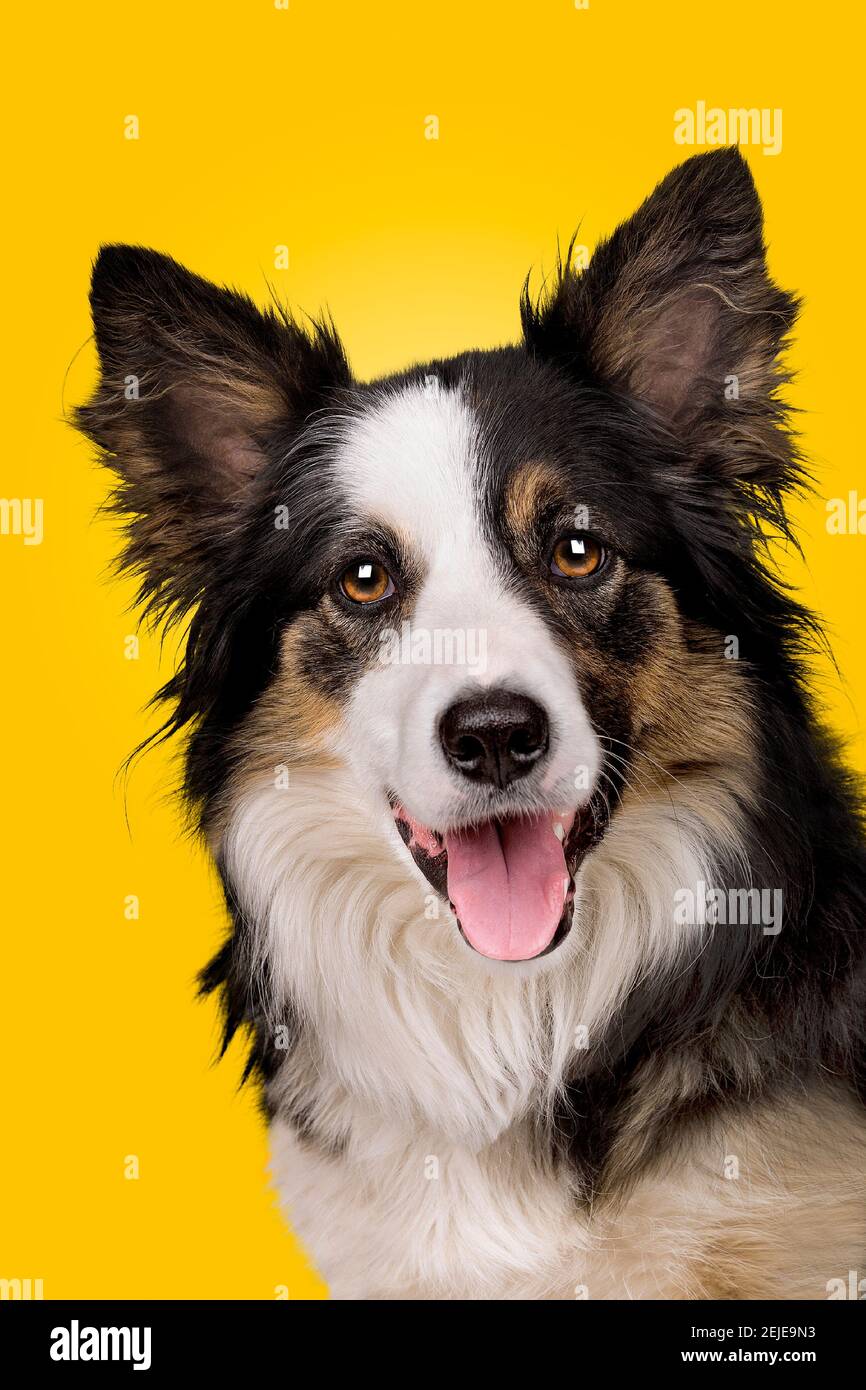 portrait d'un chien de berger de collie en bordure devant un fond dégradé jaune Banque D'Images