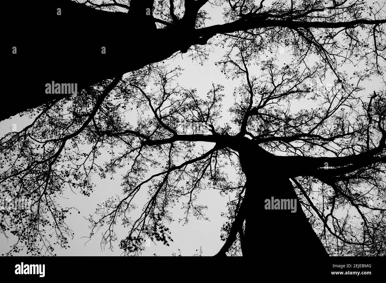 Branches et feuilles d'arbre de silhouette dans la nature Banque D'Images