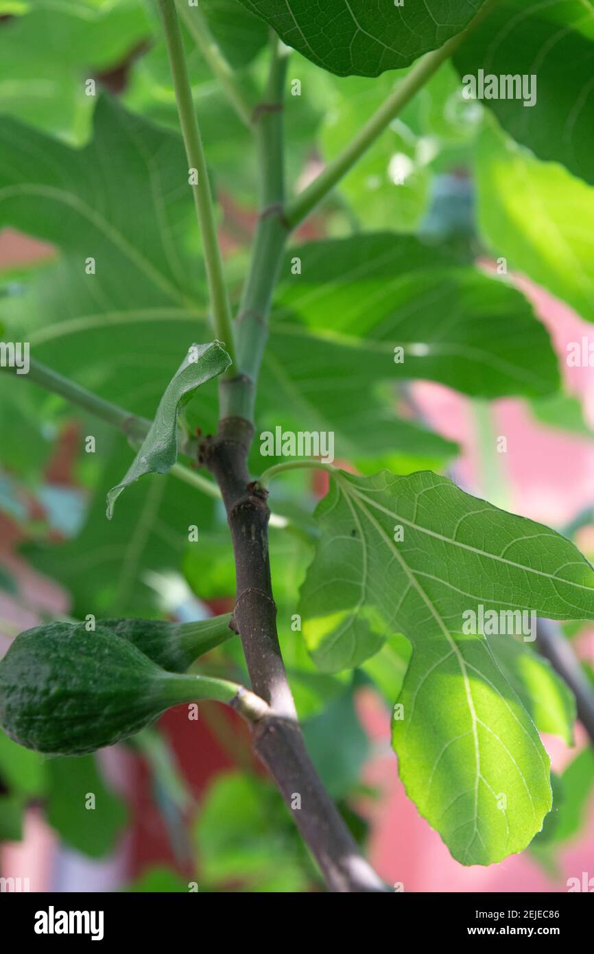 Plante de figue dans un jardin avec un fond naturel Banque D'Images