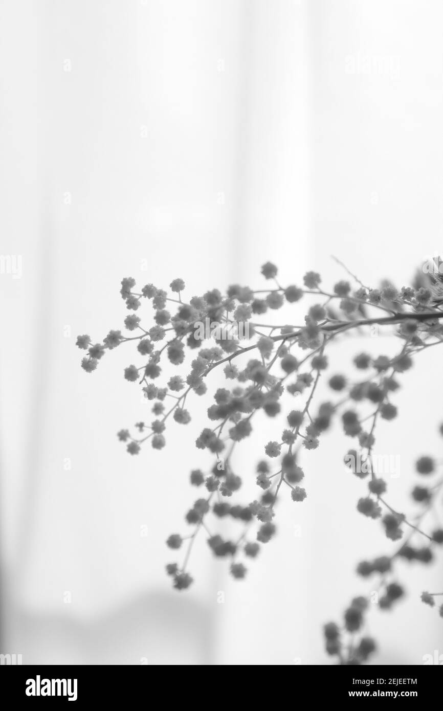 Prise de vue verticale en niveaux de gris de fleurs jaunes à l'intérieur Banque D'Images