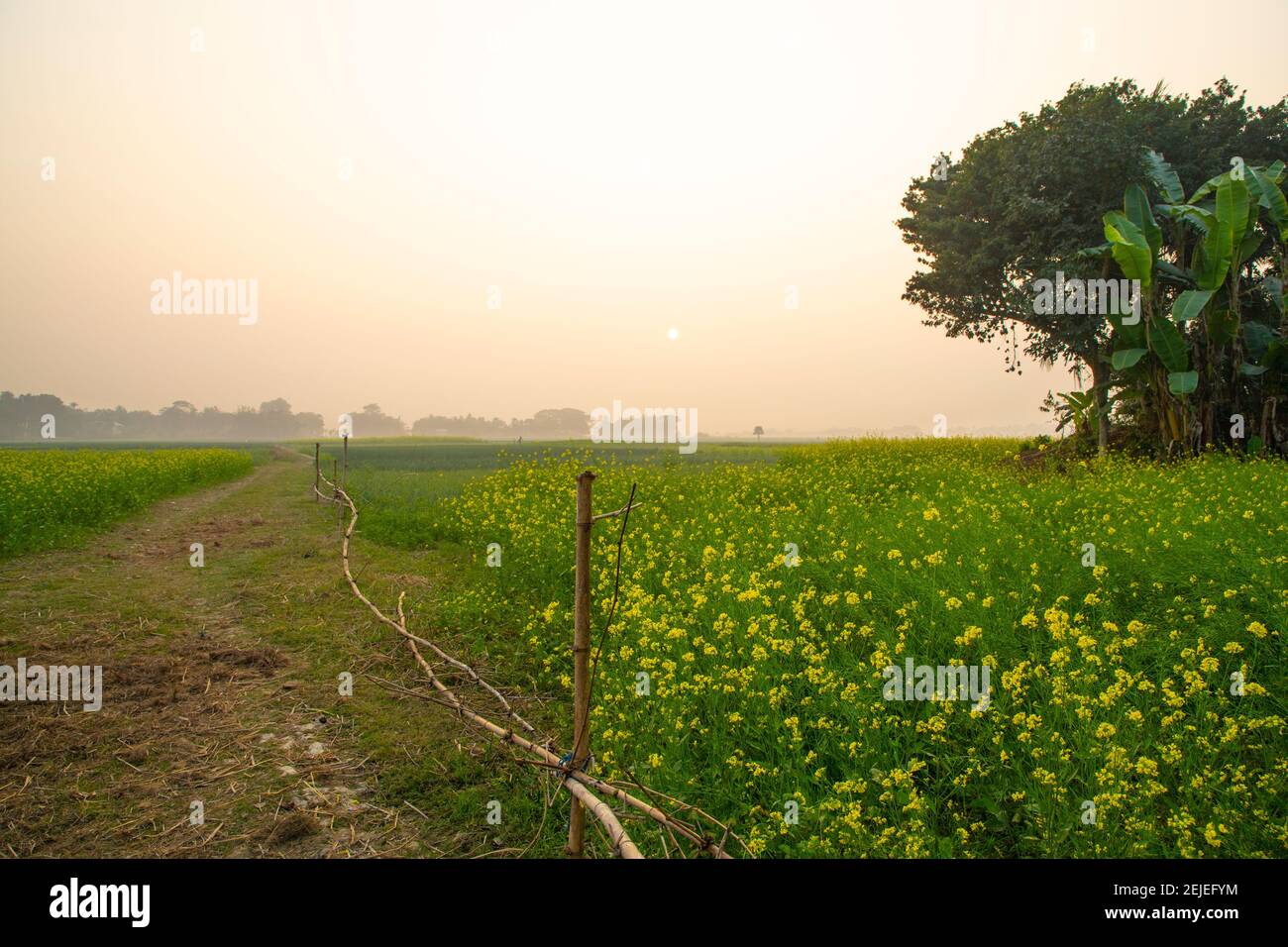 Fleur de moutarde jaune champ sous le ciel ouvert Banque D'Images