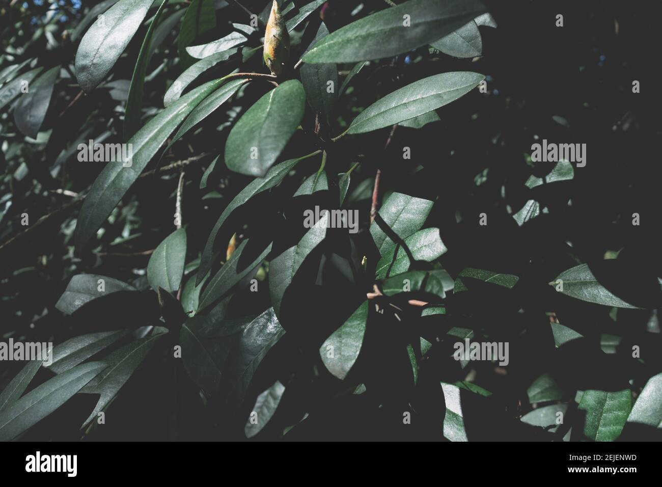 Texture des feuilles de rhododendron vert foncé. Arrière-plan tropical. Banque D'Images