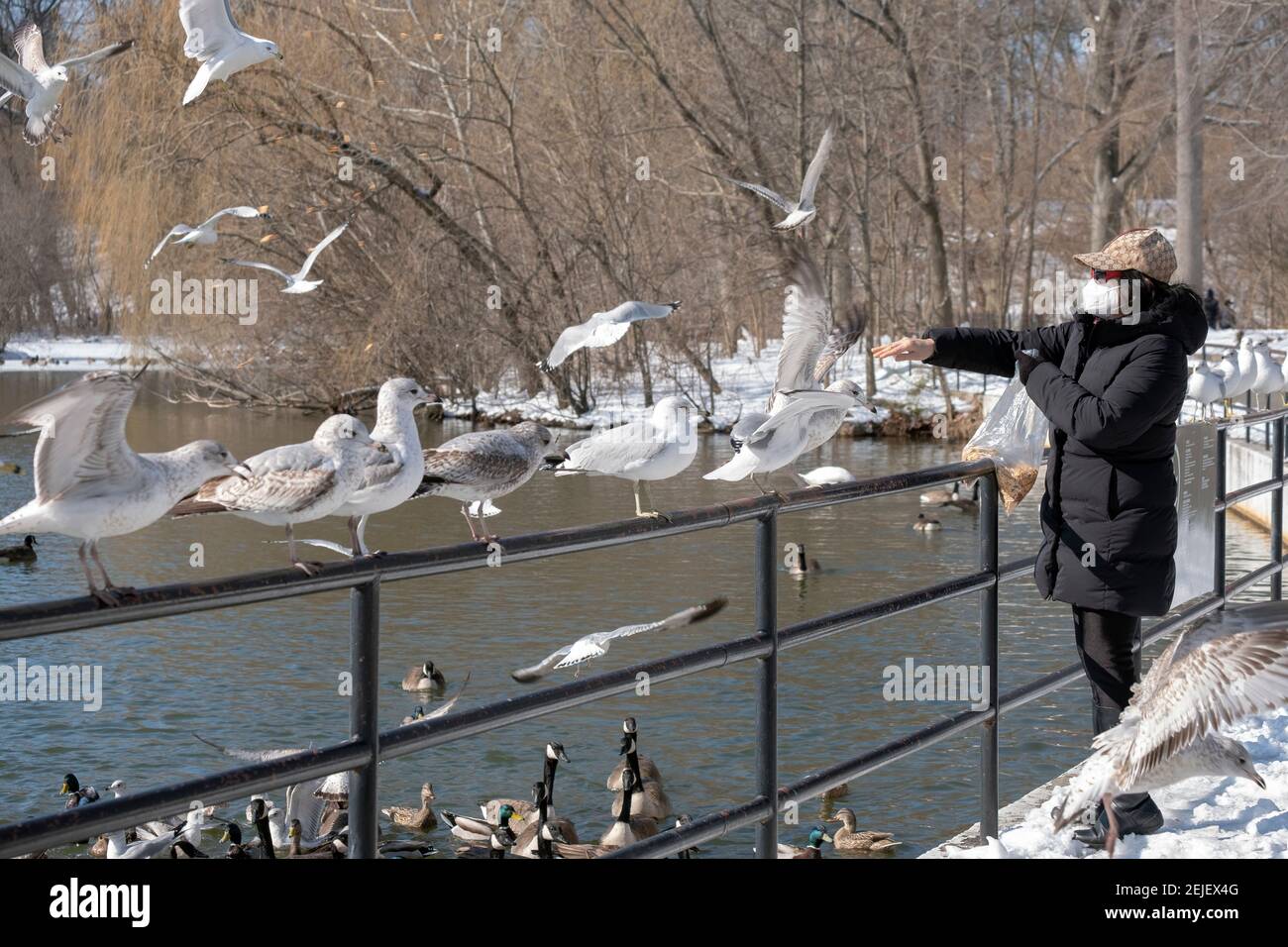 Une femme asiatique américaine inidentifiable nourrit des morceaux de pain aux goélands de mer et aux canards au lac de Kissena Park, Flushing, Queens, NYC. Banque D'Images