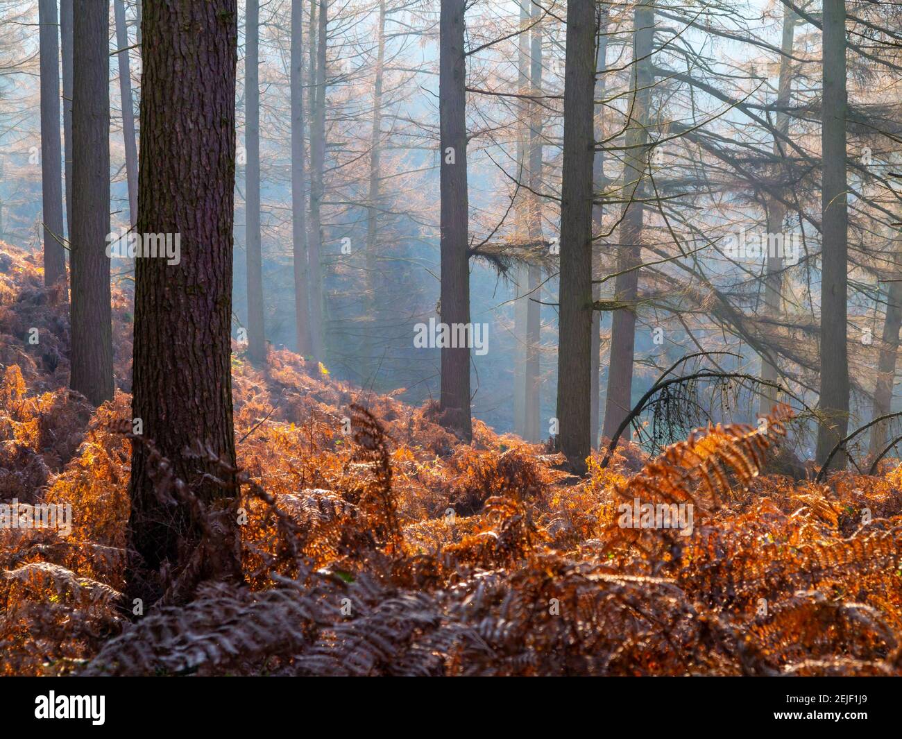 Pins sous le soleil d'hiver brumeux sur Cannock Chase dans le Staffordshire Angleterre Royaume-Uni. Banque D'Images