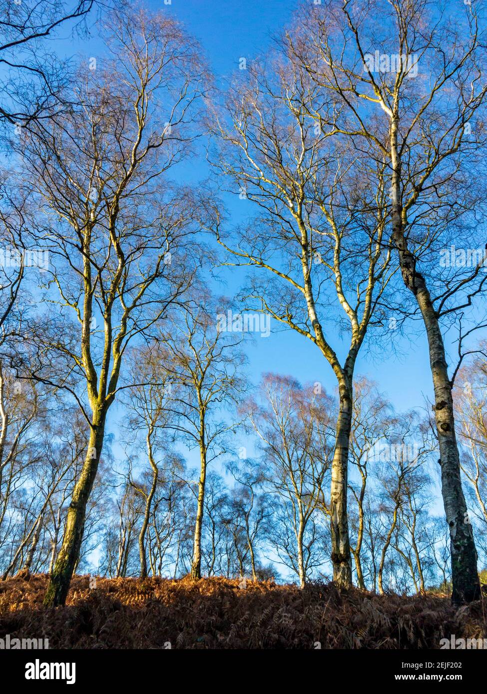 Bouleau argenté betula pendula arbres en hiver sous le soleil sur Cannock Chase dans Staffordshire Angleterre Royaume-Uni. Banque D'Images