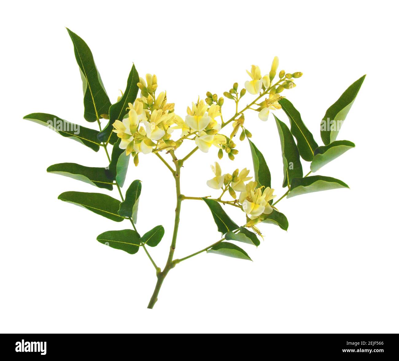 Branche et fleur de sophora isolée sur fond blanc Banque D'Images