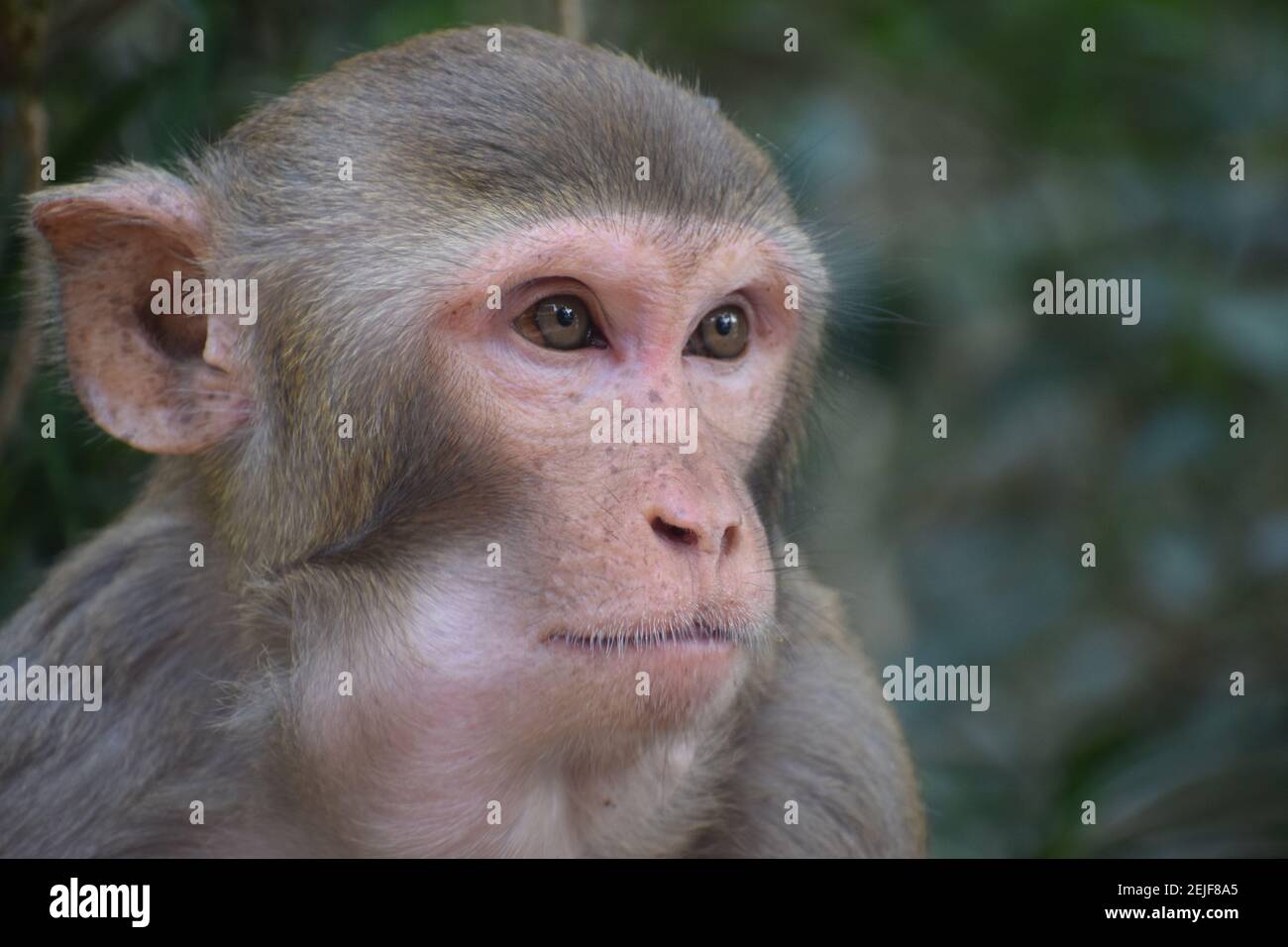 singe macaque asiatique dans la forêt tropicale indienne photographie de la faune Banque D'Images