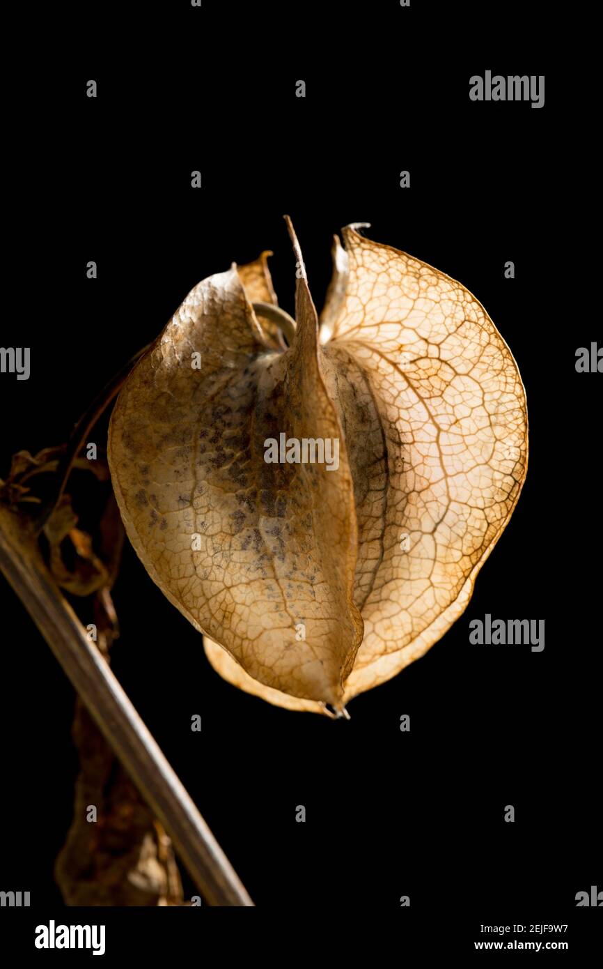 Les structures ressemblant à des lanternes de la plante Shoo Fly, Niandra physalodes, qui contiennent la baie et les graines. Cette plante a été trouvée en croissance sur le côté de Banque D'Images