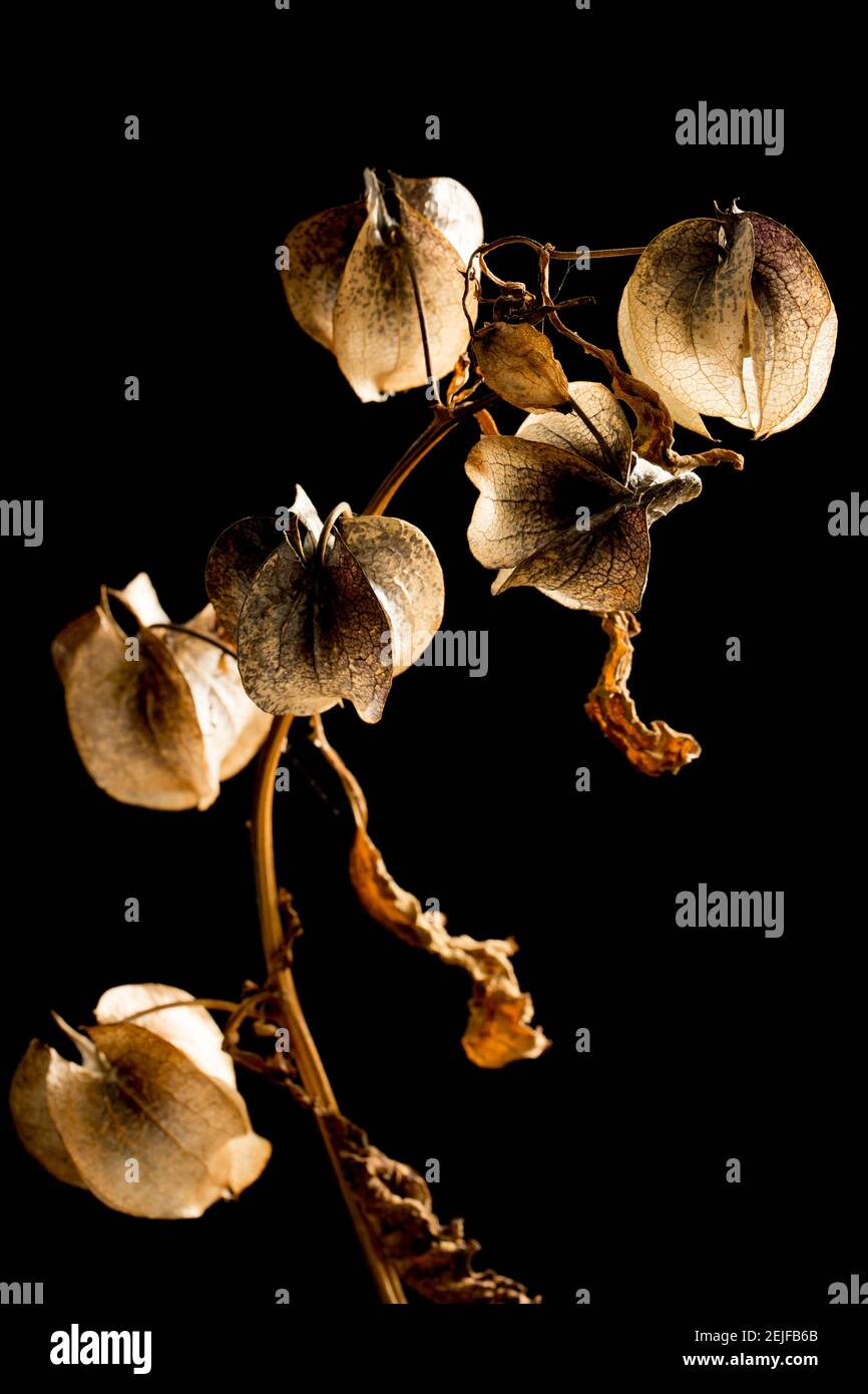 Les structures ressemblant à des lanternes de la plante Shoo Fly, Niandra physalodes, qui contiennent la baie et les graines. Cette plante a été trouvée en croissance sur le côté de Banque D'Images