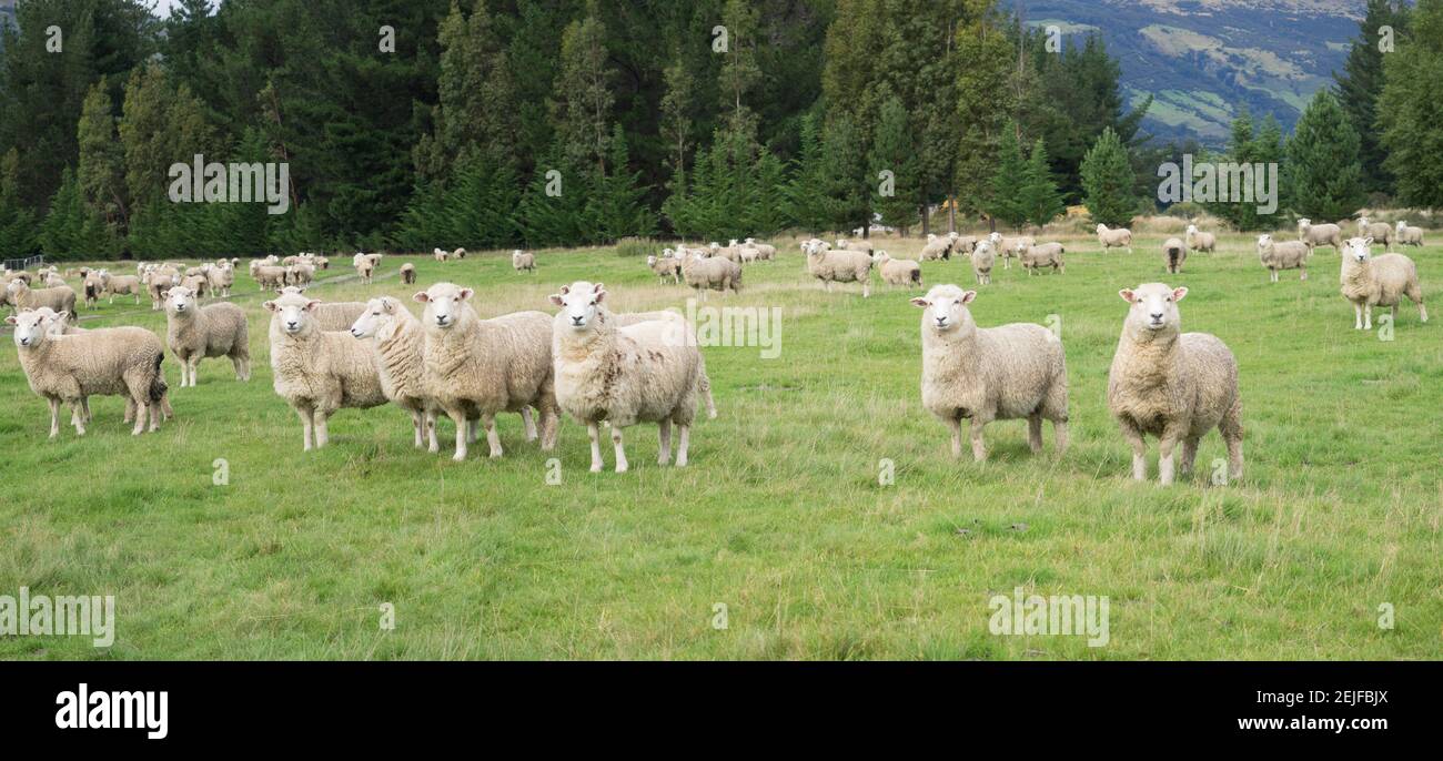 Moutons dans les pâturages, Paradise Valley, Queenstown Lake District, Otago Region, South Island, Nouvelle-Zélande Banque D'Images