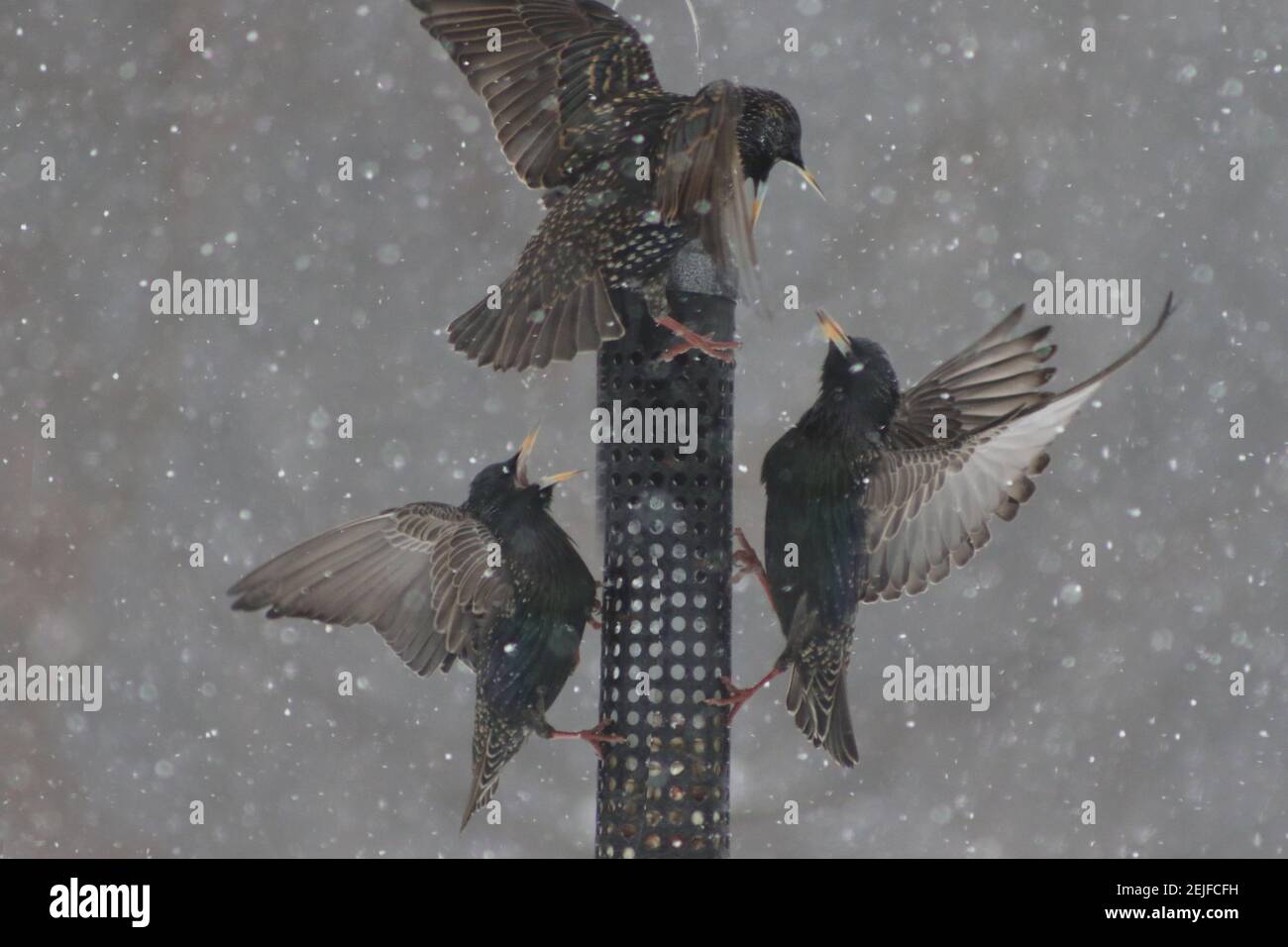 Des étoiles européennes se battent sur un mangeoire à oiseaux en pleine tempête de neige Banque D'Images