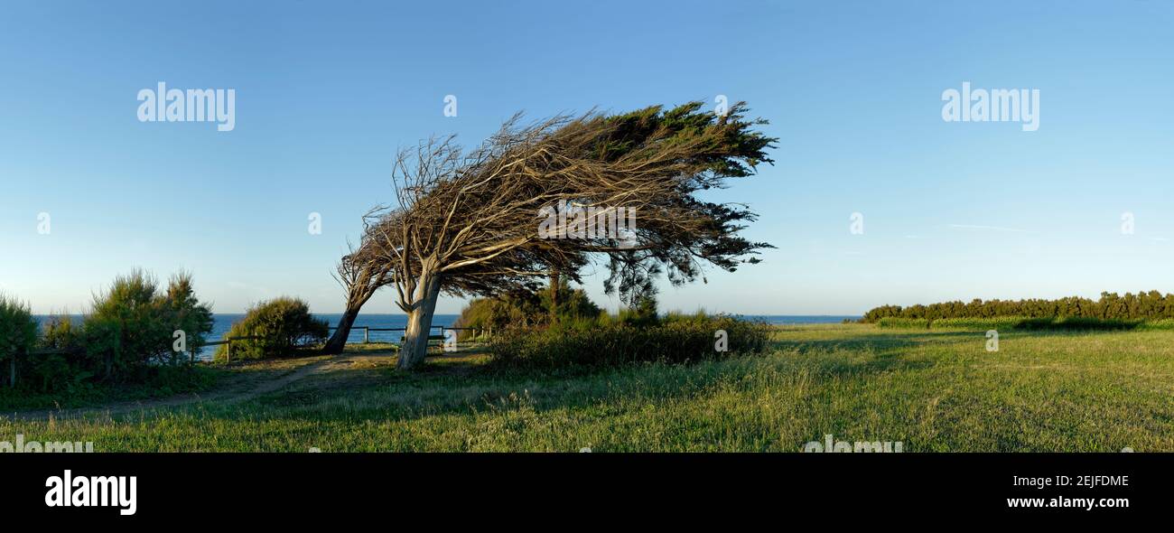 Arbre sur paysage, Oléron, Charente-Maritime, Poitou-Charentes, France Banque D'Images