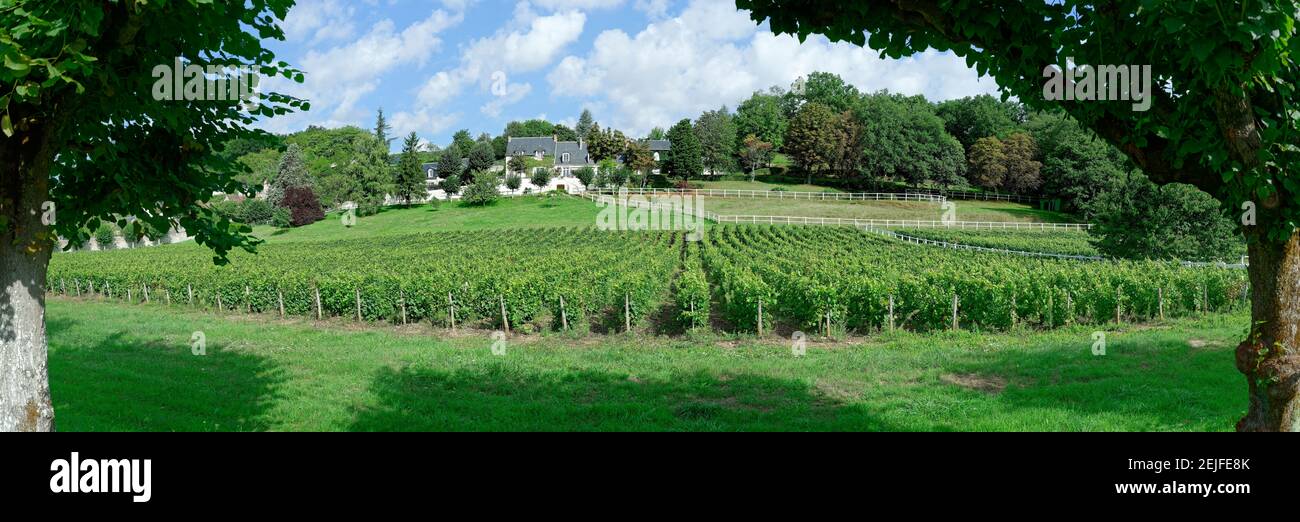 Vue panoramique sur le vignoble, Vouvray, Noizay, Indre-et-Loire, Vallée de la Loire, France Banque D'Images