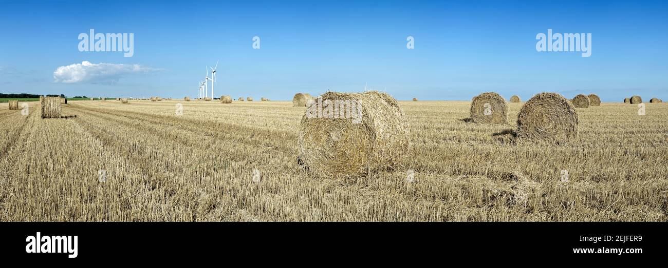Balles de foin dans un champ, Veules-les-Roses, Saint-Valery-en-Caux, Blière, Seine-Maritime, Haute-Normandie, France Banque D'Images