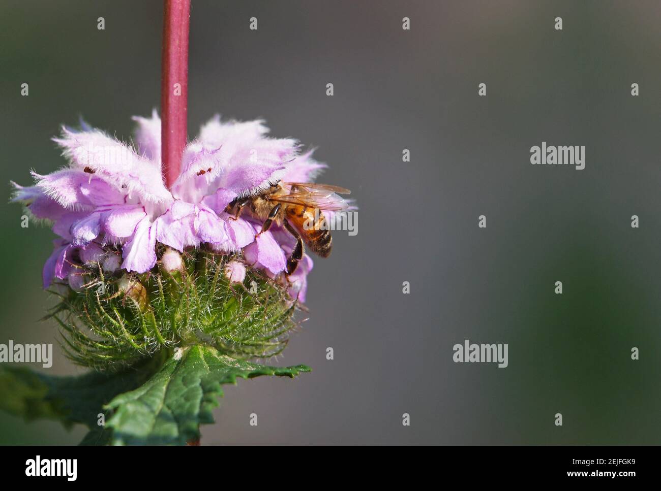 Fleur rose de la sauge de Jérusalem avec abeille sur elle, Phlomis tuberosa Banque D'Images