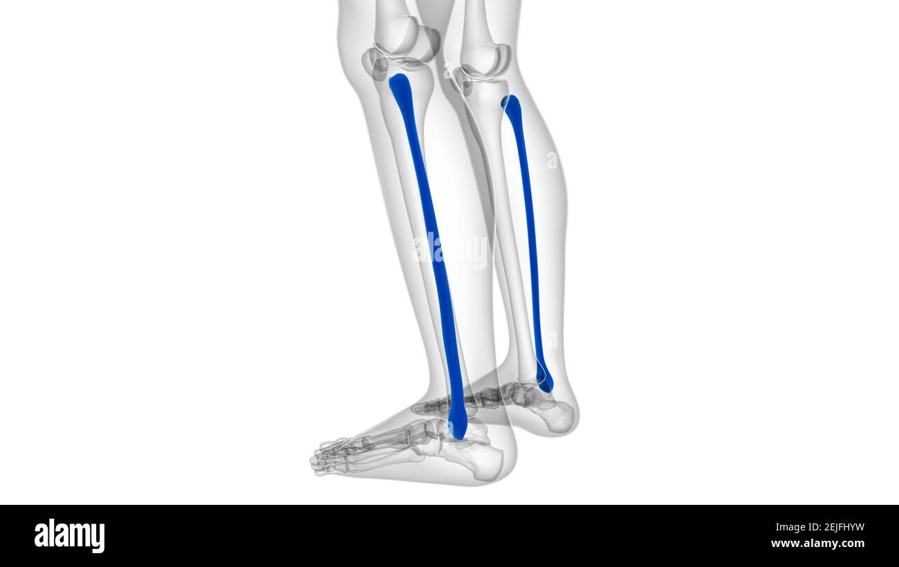 Col Fibula Anatomie du squelette humain Fibula Bone 3D Rendering for Medical ...