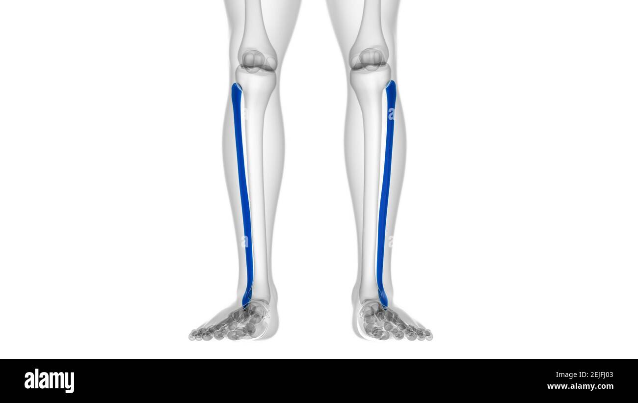 Col Fibula Anatomie du squelette humain Fibula Bone 3D Rendering for Medical ...